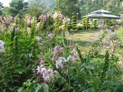 terrific garden flowers