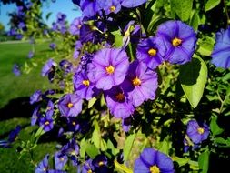 purple Solanum Rantonnetii in bloom