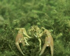 cancer in the water