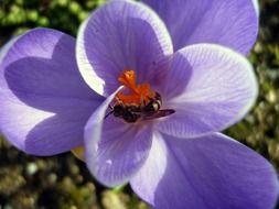 purple crocus with an orange core