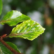 photo of a brilliant green leaf on a branch