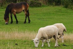 livestock on a green pasture