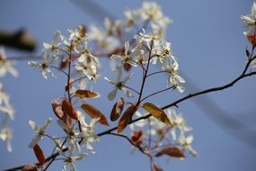 flowering japanese cherry tree in spring