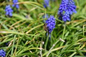 bee on flower bloom macro photo