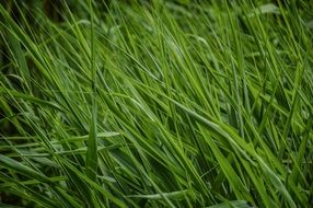 green lush grass on a meadow