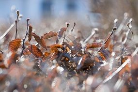 closeup of a natural hedge