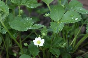 blooming Strawberry bush in the drops of rain