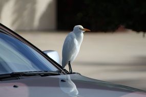 bird wildlife on car