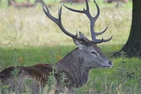 Deer rest forest meadow