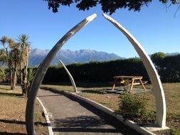 park whale bones in new zealand