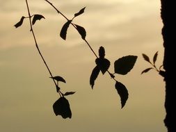 Leaves on the tree in summer