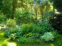 green plants in a summer garden