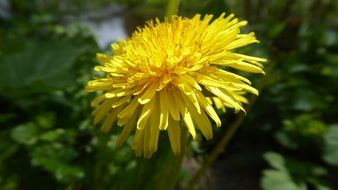 dandelion is a yellow pointed flower