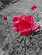 water drops on pink roses