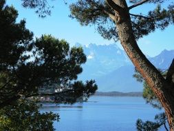 tree mountains lake