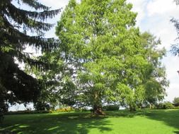 tree on a green forest glade