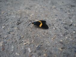 butterfly with black wings on a stone