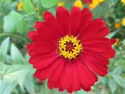 red flower in the summer garden