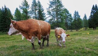 cattle on the field with juicy grass