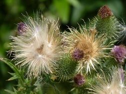 thistle with buds and hairy inflorescences