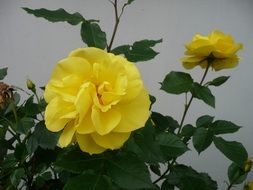 Yellow flowers of a rose on a bush against the sky