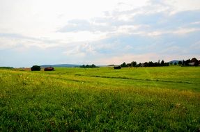 green grass on a rural field