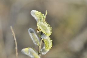 willow flowers