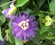passiflora blossom