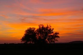 silhouette of a tree against the evening sky