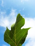 natural geometry on a green leaf