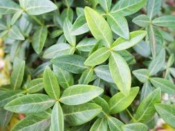 Beautiful green leaves with different shades in light