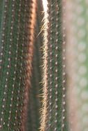 spikes on a green cactus close-up