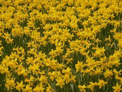 Glade of yellow daffodils