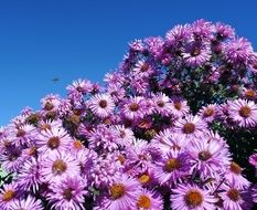 lush bush with purple daisies