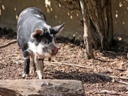 grey and white pig looking aside