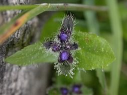 meadow dew flower
