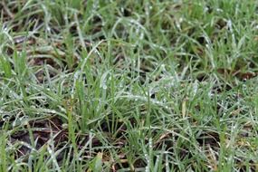 green grass on the ground