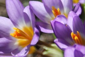 crocus flower close-up on blurred background