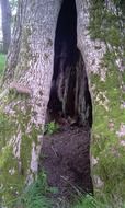 passage between the trunks of trees