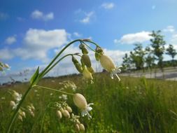 wild plants silene vulgaris