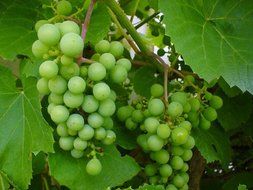 clusters of green grapes on the vine in the garden