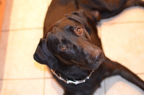 dog black lab