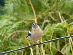 little bird on the bare branch