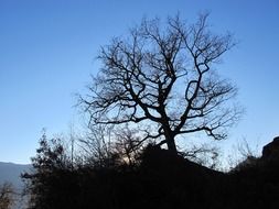 contrast of back light and woods silhouettes