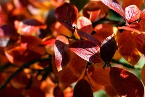 orange brown autumn foliage close up