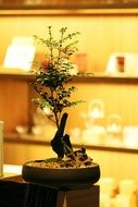 bonsai in a pot