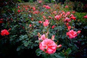 flowering rose bushes