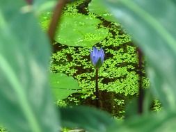 view of the blue flower through green leaves