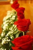 red roses in row