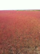 beach with red plants